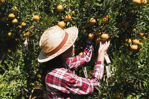 Young female farmer working in field; female gardener freshly harvested orange in farm.