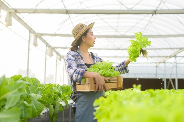 A young female farmer working in hydroponic greenhouse farm, clean food and healthy eating concept