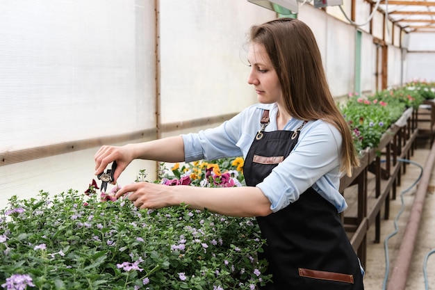 若い女性の庭師は大きな花の温室で働いています若い女性は植物を剪定します