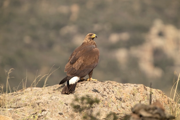 Giovane aquila reale femminile nella sua torre di guardia preferita con la luce del mattino presto in un terreno collinare