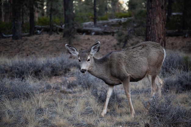 Young female mule deer in the forest