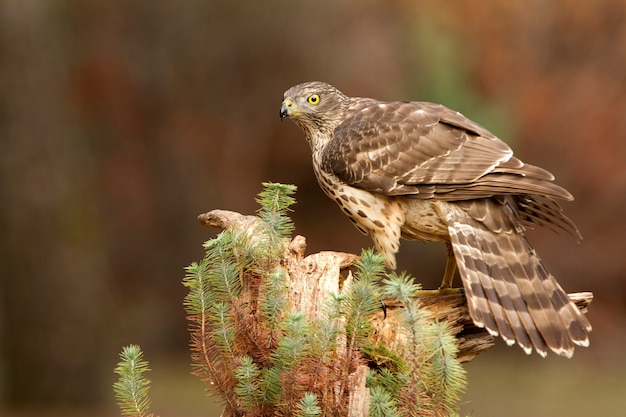 Photo young female northern goshawk at her favorite perch in an oak and pine forest with the last light of day