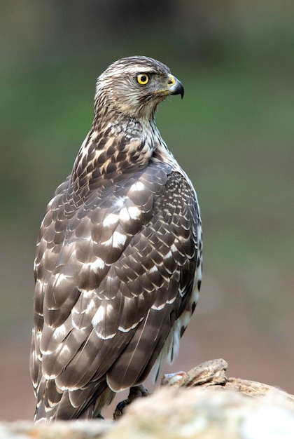 Young female Northern goshawk in an oak and pine forest with late afternoon lights