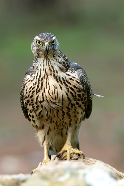 Young female Northern goshawk in an oak and pine forest with late afternoon lights