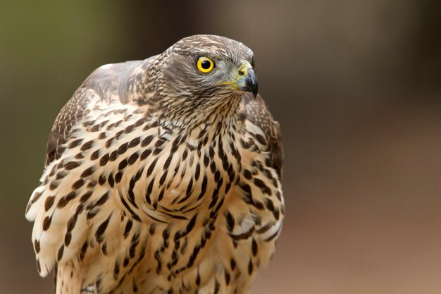 Young female of of Northern goshawk with the last lights of the afternoon