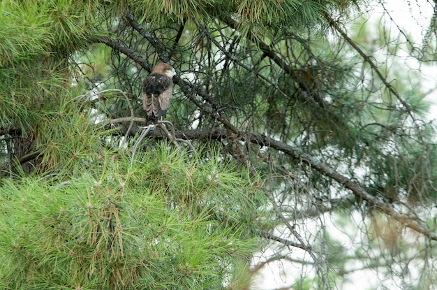 Giovane femmina di shorttoed eagle in un pino con la prima luce di una giornata di sole