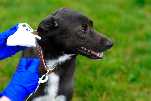 Young female using gloves walking with her dog