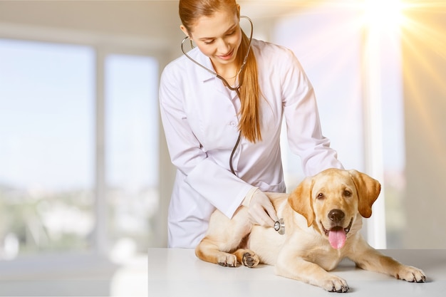 Young female veterinarian doctor