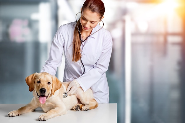 Young female veterinarian doctor