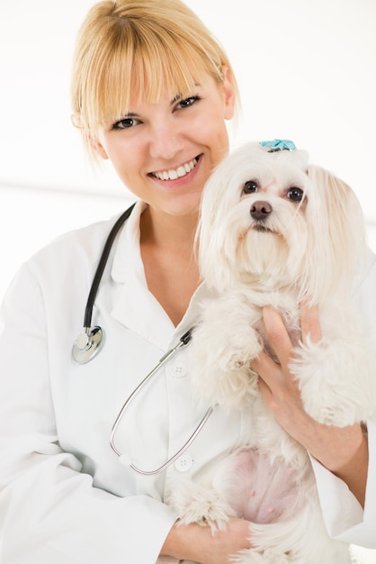 医者のオフィスでマルタの犬を保持している若い女性の獣医