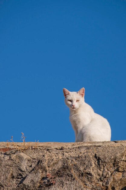 A young female whitehaired stray kitten sitting on top of a wall resting and basking in the morning sun to warm herself while looking at the camera