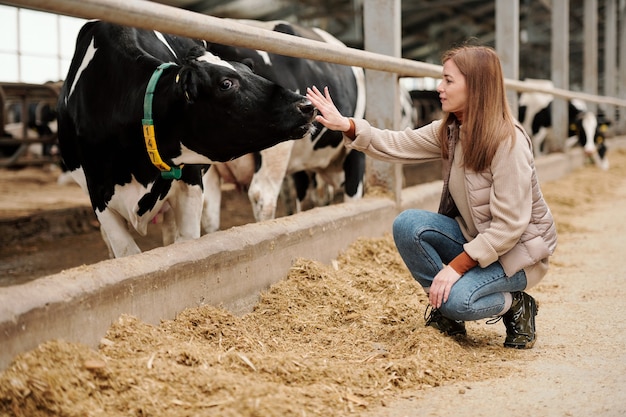 Giovane lavoratrice di una grande fattoria di animali seduta su squat da paddock con bovini di razza e toccando il naso di una mucca da latte in bianco e nero