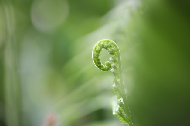 Young Fern leaf macro focus