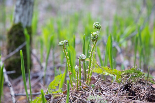 young fern shoots