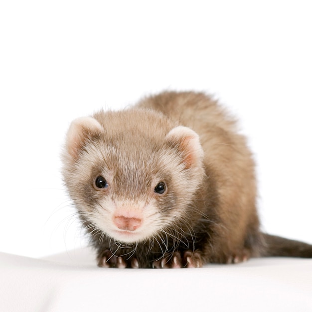 Young Ferret brown isolated