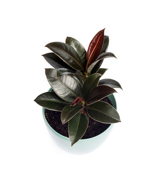 Young Ficus Melany-Ficus elastica의 품종 중 하나