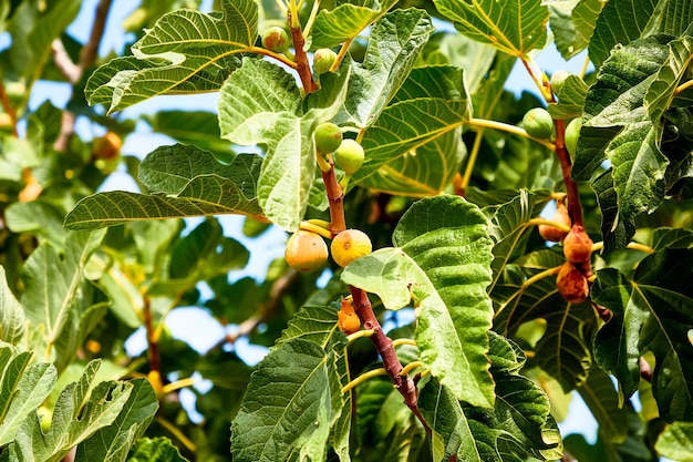 Young figs grow on the tree