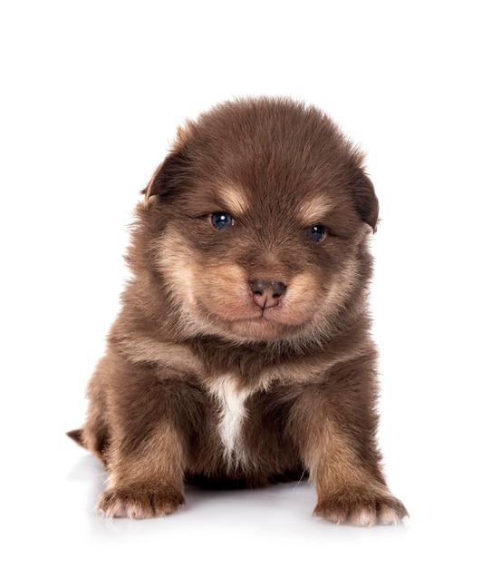 Young Finnish Lapphund in front of white background