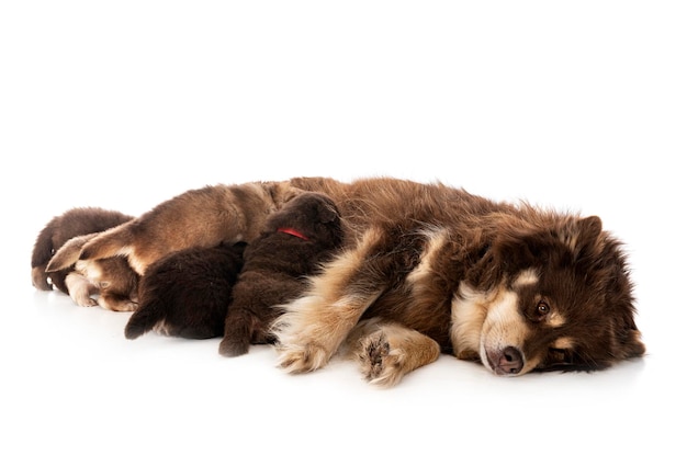 Young Finnish Lapphund in front of white background