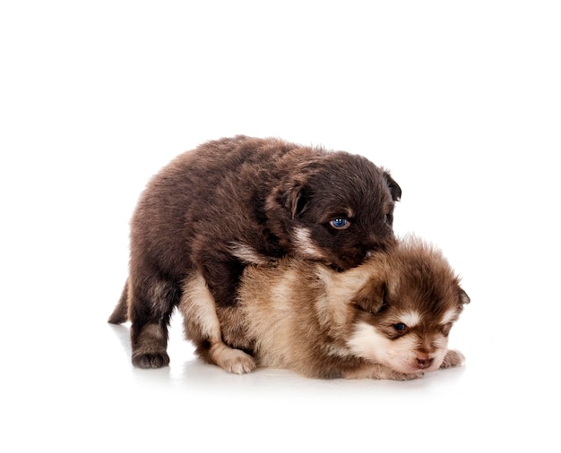 Foto giovani lapphund finlandesi davanti a uno sfondo bianco