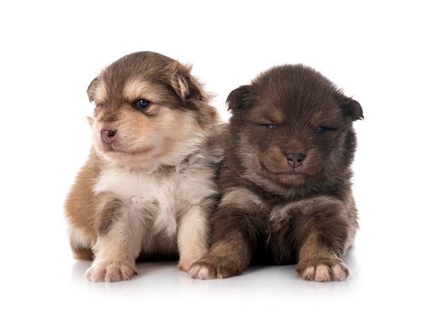 Young Finnish Lapphunds in front of white background