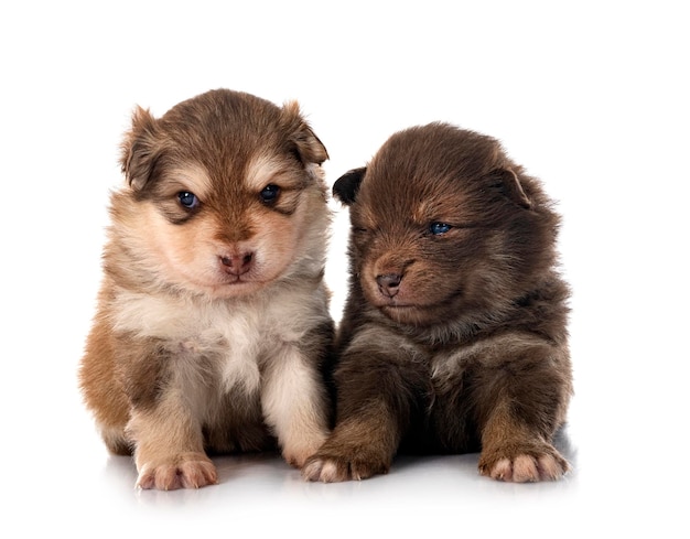 Young Finnish Lapphunds in studio