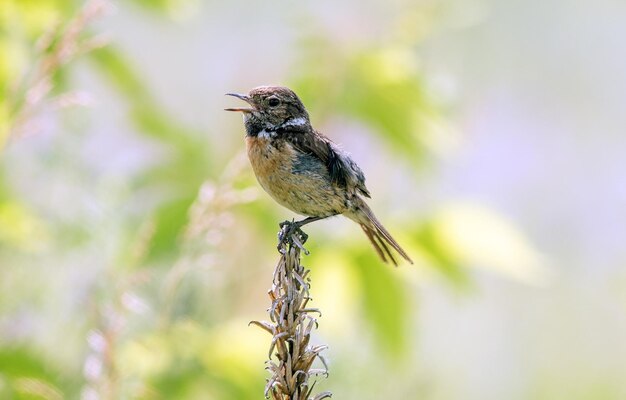 young fledgling stonechat sitting on dry grass