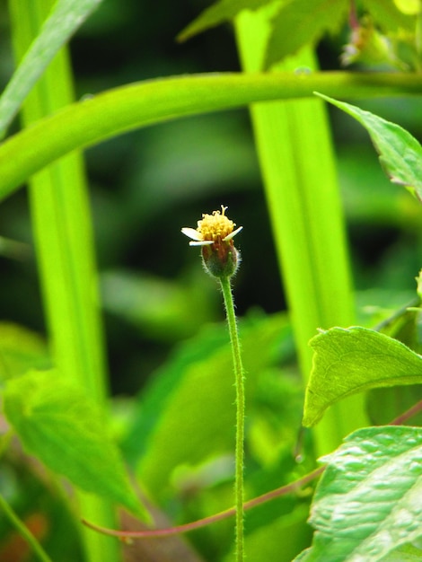 Foto giovane fiore rinasce nel giardino