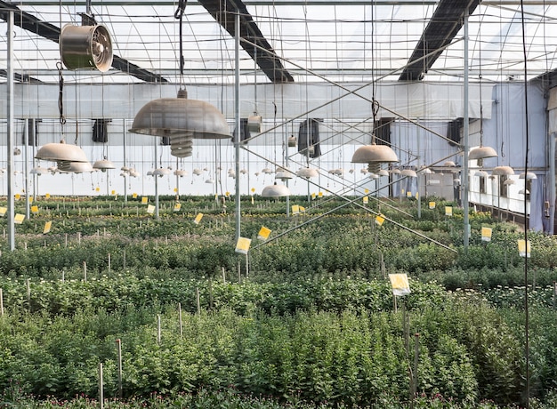 Young flower row in the greenhouse