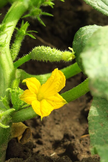 young flowering cucumber grows in a vegetable garden on a vegetable farm