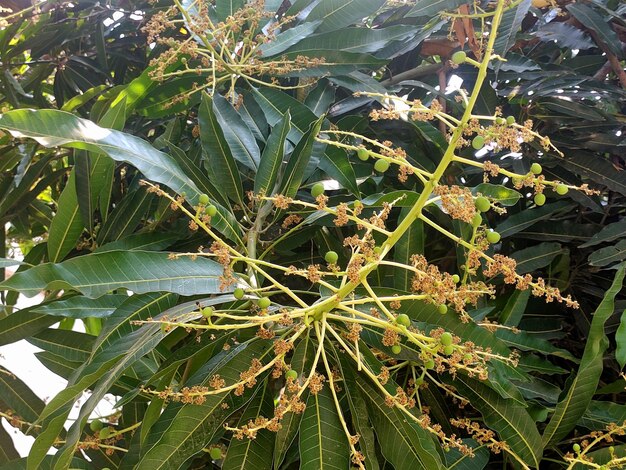 Photo young flowers of the mango tree