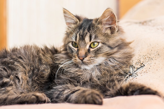 ふわふわの若い猫が寝室のベッドに横たわる