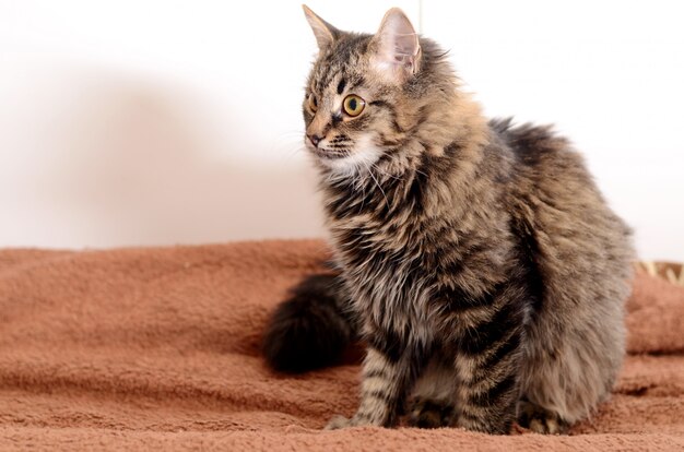 Young fluffy gray domestic cat at home