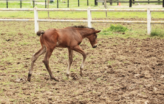 若い子馬は牧草地で彼の最初のステップを持っています