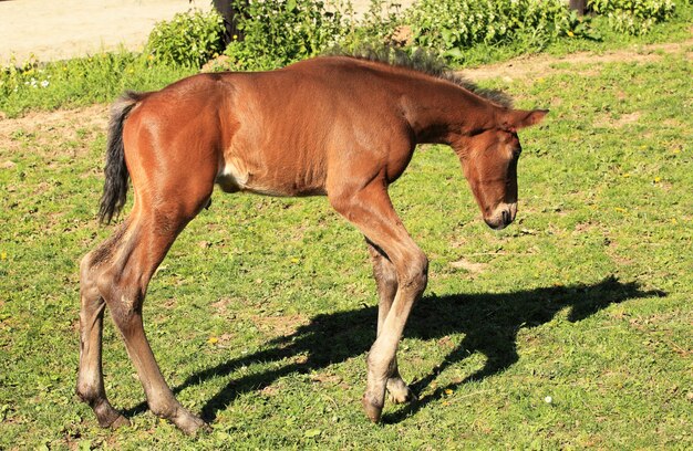 Young foal has his first steps in the meadow