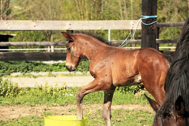 Young foal who playing with a bucket of water