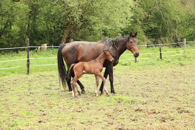 Young foal with his mother in a field in spring