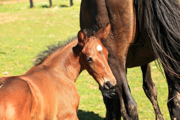 Young foal with his mother in a field in spring