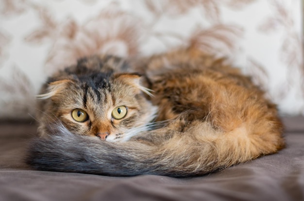 Young fold cat looks with big open eyes in the camera