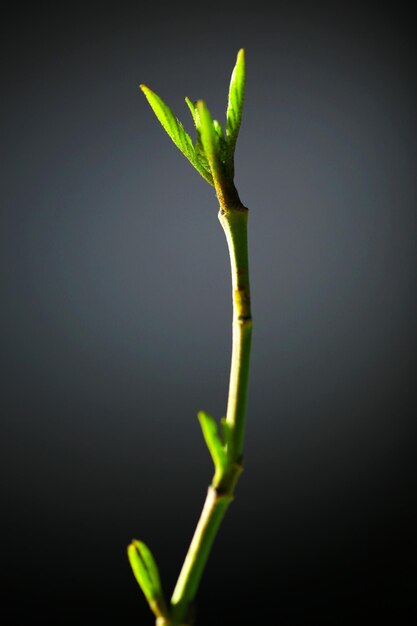 Young foliage on twig on grey background