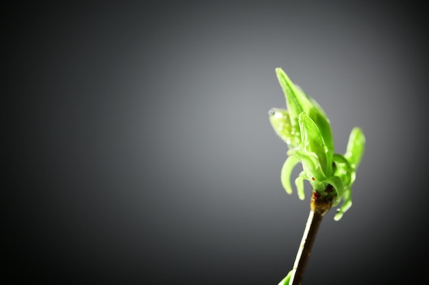 Photo young foliage on twig on grey background