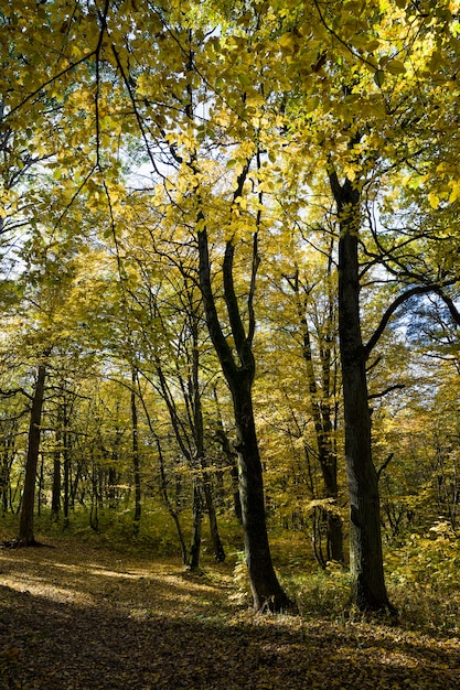 日光に照らされた秋の落葉樹のある若い森、落葉時の美しい本物の風景