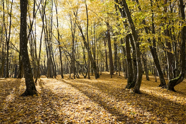 Young forest with deciduous trees