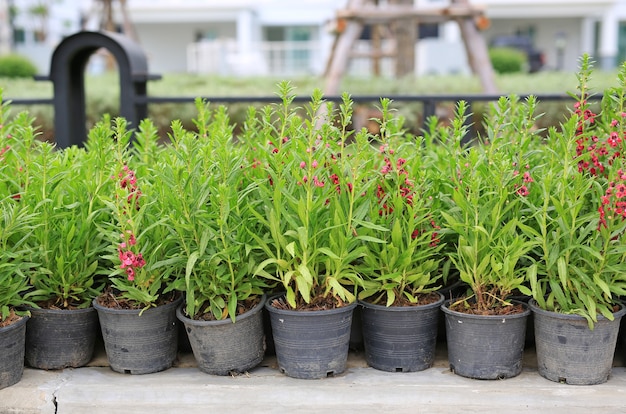 若いワスレナグサは植木鉢に花を植えないでください