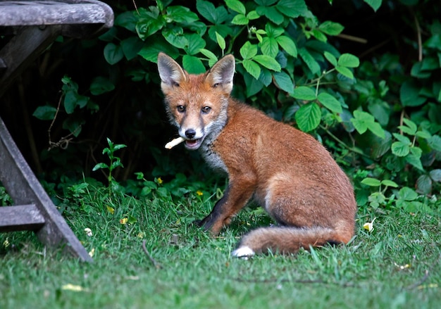 Young fox cubs playing in the garden