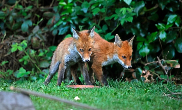 Young fox cubs playing in the garden