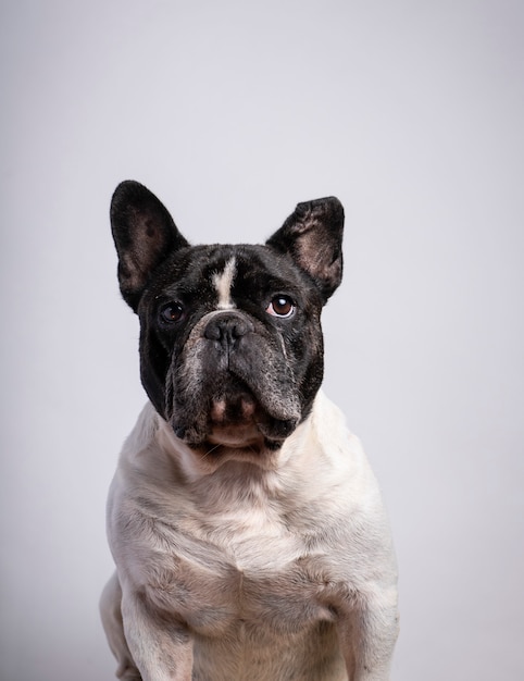 Young french bulldog on white background