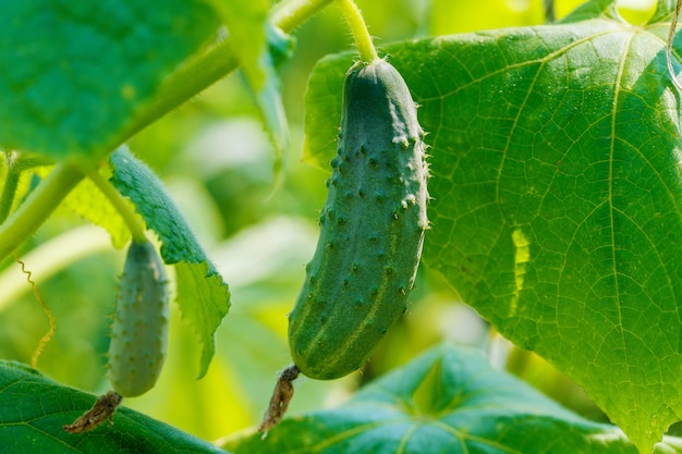 Young fresh cucumber growing in the garden.