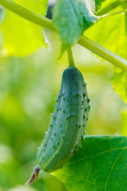 Young fresh cucumber growing in the garden