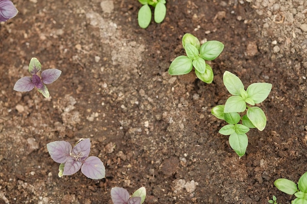 사진 땅 속 에 있는 신선 한 초록색 과 보라색 바실리 나무 들 ocimum basilicum 정원